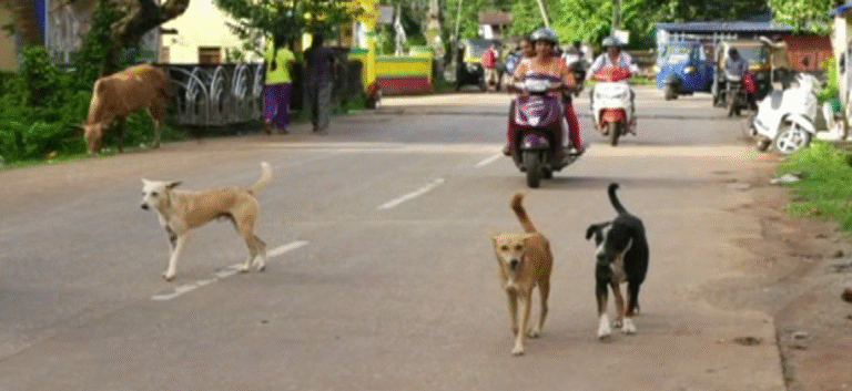 KARWAR_-STREET-DOGS-1