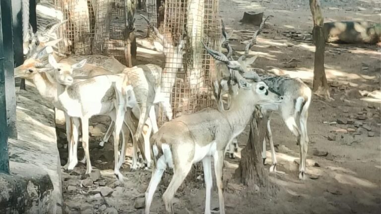 blackbucks