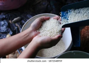 hand-holding-rice-millfood-concept-260nw-1872548959