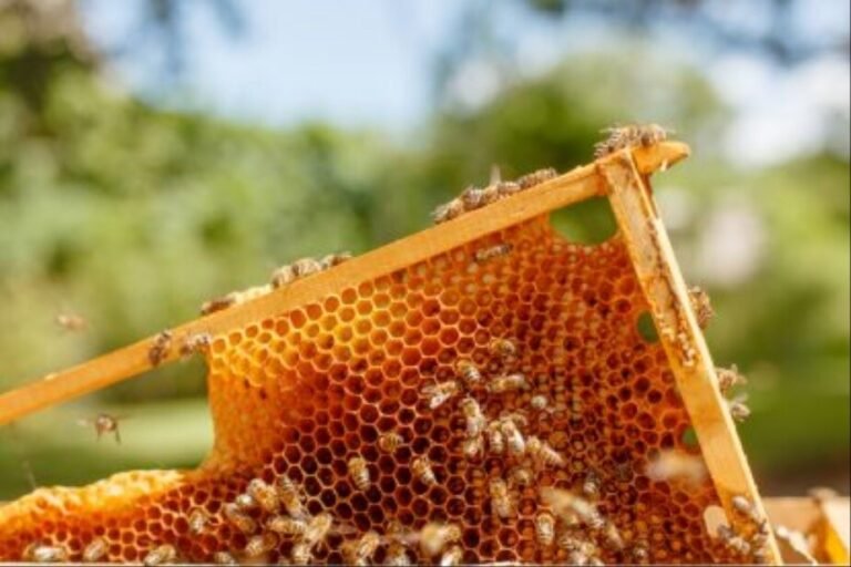honey-2023-10-f0086f67c03d7b83749c406c24d009e7