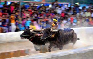 Buffalo race in Mangalore