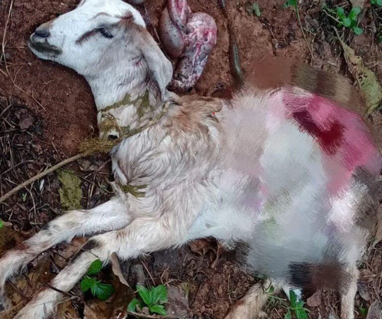 Screenshot 2026-01-31 102156