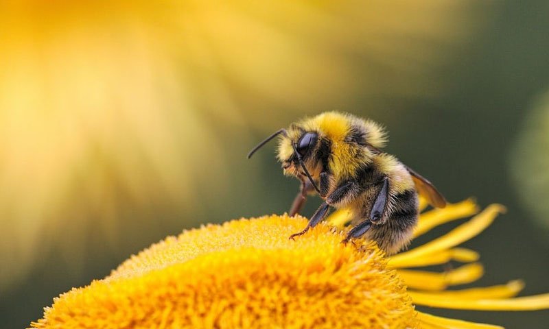 bee