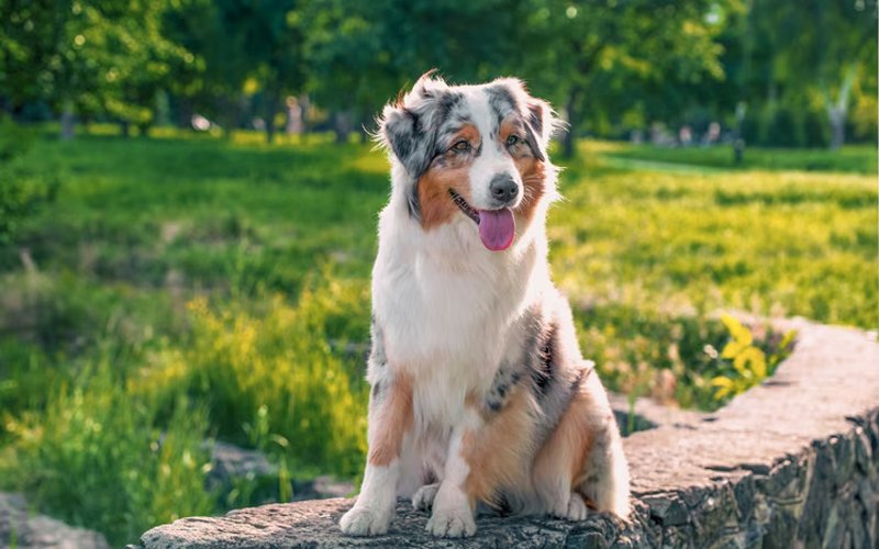 dog