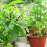 tu