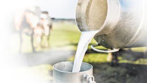 milk